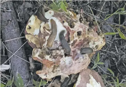  ?? BY PAM OWEN ?? On a damp evening, slugs finish demolishin­g a troop of bicolor bolete mushrooms.