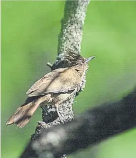  ?? (RAMIRO PEREYRA) ?? Fauna silvestre. Se halla en alto peligro en Córdoba.