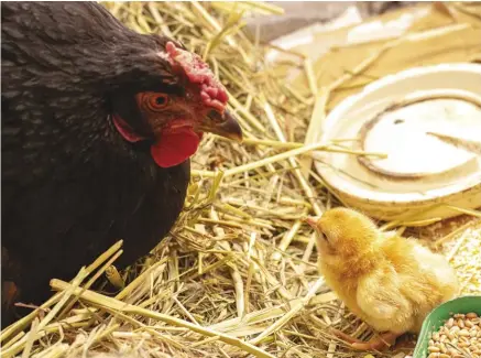  ??  ?? Broody hens can make great chick-sitters, if you let them hatch their own eggs.