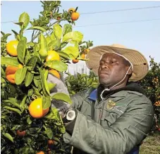  ?? /Werner Hills ?? Need to know more: Seasonal worker Dumisani Mazinyo picks fruit at Threepence farm in Hankey. Farming organisati­ons and experts are irritated by what they see as a costly exercise to find informatio­n readily available in numerous studies and surveys.