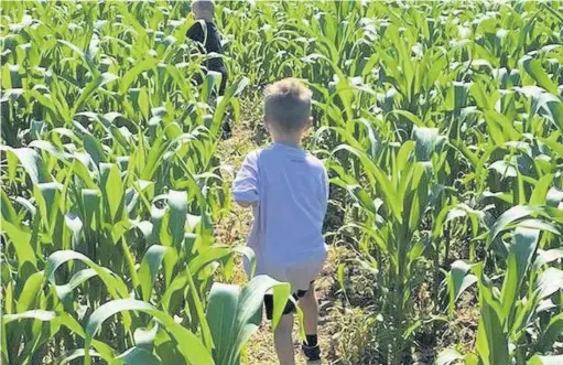  ??  ?? The farm has just launched its first ever maize maze
