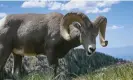  ?? Matt Dahlseid/AP ?? A Rocky Mountain bighorn sheep. Photograph: