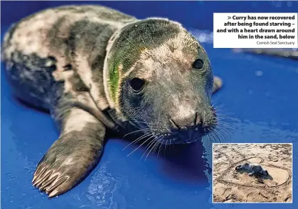  ?? Cornish Seal Sanctuary ?? > Curry has now recovered after being found starving – and with a heart drawn around him in the sand, below