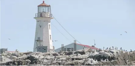  ?? PHOTOS: ANDREW VAUGHAN/ THE CANADIAN PRESS ?? Birds dot the rocks on Machias Seal Island — home to the Atlantic puffin as well as razorbill auk and common and Arctic terns. Though the United States also claims ownership of the kilometre-long island, Canada operates and staffs its lighthouse.