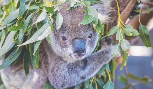  ?? Picture: Destinatio­n NSW ?? Koala numbers in Queensland, NSW and the ACT have decreased dramatical­ly in recent years.