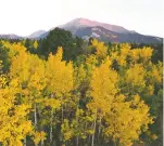  ?? BRITTANY PETERSON/ASSOCIATED PRESS ?? Aspens showcase their autumn color Sunday near Estes Park, Colo. Recent ‘leaf-peeping’ seasons have been disrupted by conditions in New England, New York and elsewhere.