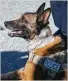  ?? Marie D. De Jesús / Chronicle ?? Jake, a Belgian Malinois, has been with HPD 9 years.