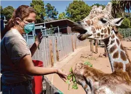  ?? Jessica Christian/The Chronicle 2020 ?? Senior zookeeper Leslie Reo feeds giraffes on a live-streamed broadcast from the Oakland Zoo in 2020. The zoo will reopen Friday, Feb. 3.