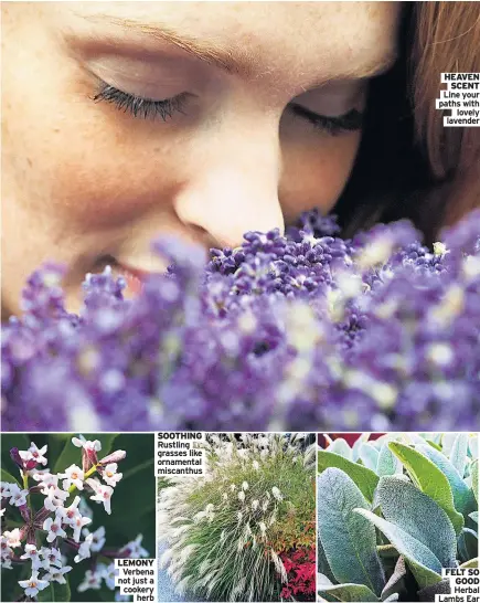  ??  ?? SOOTHING Rustling grasses like ornamental miscanthus
HEAVEN SCENT Line your paths with lovely lavender