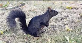  ?? KARLI BERRY/Special to the Herald ?? An Eastern Grey Squirrel is pictured near Kelowna.