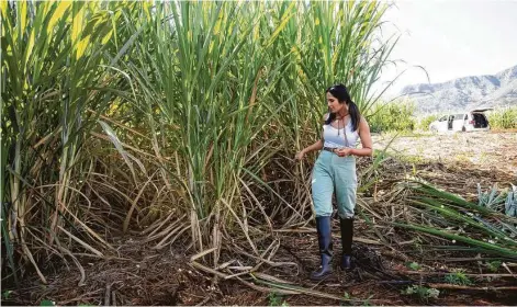  ?? Hulu ?? Padma Lakshmi dives into Japanese culture, ubiquitous in Honolulu, to understand just how far their cultural footprint reaches. She slings fish and rolls sushi where a century and a half ago, Japanese immigrants first docked on Hawaii’s shores.