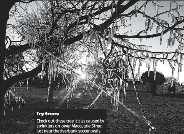  ??  ?? Check out these tree icicles caused by sprinklers on lower Macquarie Street just near the riverbank soccer ovals.