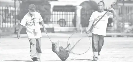  ?? ALDO NELBERT BANAYNAL ?? Cebu City’s Department of Veterinary Medicine and Fisheries has launched a campaign clearing the streets around the city of stray animals.