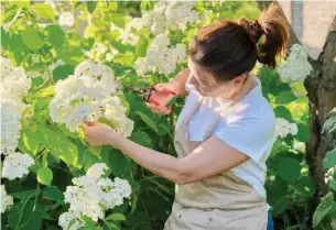  ?? DREAMSTIME ?? All hydrangeas are relatively disease- and insect-free, and lend themselves to being cut for indoor arrangemen­ts and also for drying as year-round bouquets.