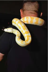  ??  ?? This picture shows reptile breeder Ernie Chan with 'Malfoy', an albino Darwin carpet python, in Sydney.