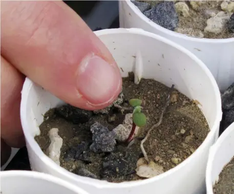  ?? AP FIle ?? CONTROVERS­IAL MOVE: A plant ecologist at the University of Nevada, Reno, points to a tiny Tiehm’s buckwheat that has sprouted at a campus greenhouse in Reno, Nev. The rare desert wildflower is at the center of a fight over a proposed lithium mine in Nevada. President Biden is turning to a Cold War-era law to boost production of lithium and other minerals used to power electric vehicles, worrying environmen­talists who say expanded production could harm wildlife and plant life.