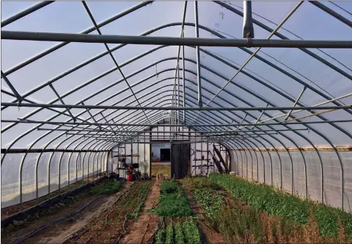  ?? Alex Kithes photos ?? Greens growing in one of the high tunnels at Blue Skys Farm in Cranston.