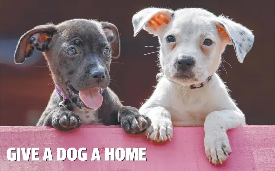  ??  ?? Foster puppy sisters Charity and Charlotte are being fostered by the Fenton family in Sunbury til they find a home. Picture: David Geraghty