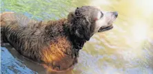  ?? Tom Stienstra / The Chronicle ?? Buddy, who has enjoyed his many outdoor adventures over the years, takes a dip in the Bear River in the Sierra.