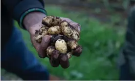  ?? Photograph: Intisar Abioto/The Guardian ?? The study found dishes doing the least harm to biodiversi­ty were those with starchy ingredient­s, such as potato and wheat.