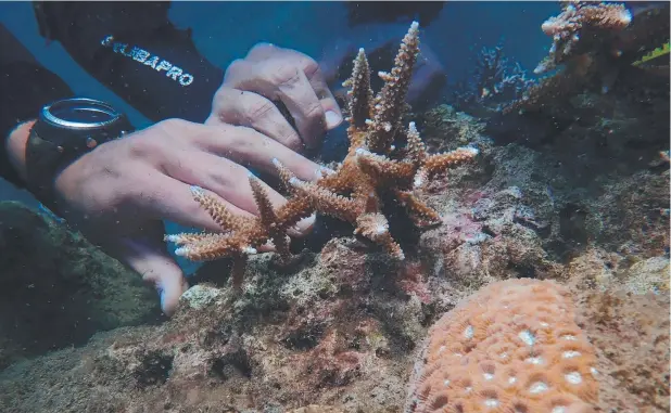  ??  ?? GROWING RESILIENCE: The Reef Restoratio­n Foundation is successful­ly transplant­ing coral on damaged sections of the Great Barrier Reef.