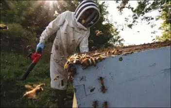  ?? CARRIE ANTLFINGER
AP PHOTO/ ?? Beekeeper James Cook works on hives near Iola, Wis., on Sept. 23.