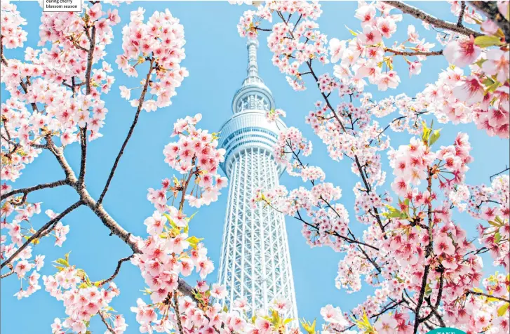  ??  ?? PRETTY IN PINK
Japan’s gardens are at their best during cherry blossom season
In the current circumstan­ces, it’s more important than ever to protect yourself against the failure of a tour operator, so make sure it is
covered by an Atol (caa.co.uk/ atol-protection) or other bonding arrangemen­t. For scheduled flights, book with a credit card or buy travel insurance that
covers airline failure.