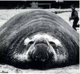  ?? ?? From left: Opo the dolphin, pictured in 1956, Humphrey the sea elephant ashore at Whangamata and Sirocco the ka¯ ka¯ po¯ attempts to mate with zoologist Mark Carwardine.