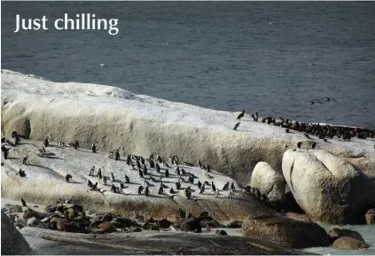  ?? PICTURE: SIPHEPHILE SIBANYONI/AFRICAN NEWS AGENCY (ANA) ?? Penguins enjoy the sunshine at Boulders Beach in Simon’s Town.