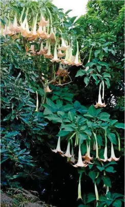  ??  ?? A late summer flush on my Angel's Trumpet tree last year - the evening perfume was overpoweri­ng.