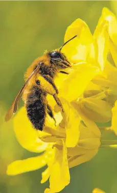  ?? FOTO: DANIEL BOCKWOLDT/DPA ?? Zum Schutz der Biodiversi­tät plant die EU weitreiche­nde Regeln zur Reduktion von Pestiziden. Den Landtagsgr­ünen geht das zu weit.