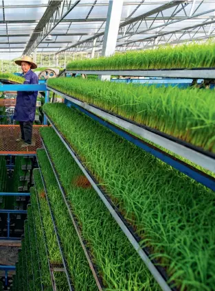  ??  ?? A villager is working at a smart rice breeding center of Laoqiao Township, located in Jishui County, Ji’an City, Jiangxi Province, on
April 12, 2020.