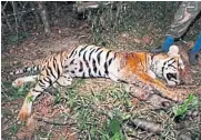  ?? ?? WENT ASTRAY: The carcass of what is believed to be fiveyear-old tiger Vichit, found in Mae Wong National Park in Kamphaeng Phet.