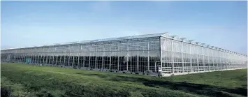  ?? DARRYL DYCK/THE CANADA PRESS ?? Peppers grow in a greenhouse at Windset Farms in Delta, B.C., on Sunday. According to the B.C. Ambulance Service approximat­ely 43 people required treatment on Saturday after being exposed to carbon monoxide in a greenhouse at the farm.