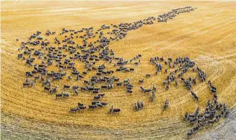  ??  ?? Sheep graze on stubble after harvest.