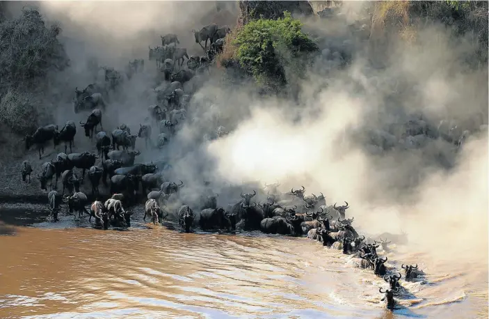  ??  ?? TAKE ME TO THE RIVER: Thousands of wildebeest descend on a crossing point