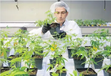  ??  ?? Staff member Dale Wilesack looks at cannabis seedlings at the new Aurora Cannabis facility in Montreal. The B.C. government has announced three major decisions on how legalized marijuana will be regulated.