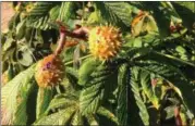  ?? DEAN FOSDICK VIA AP ?? This photo shows Horse Chestnuts photograph­ed in Langley, Wash. While there are scores of versatile nut trees from which to choose for your yard, not all produce crops that are edible. Horse Chestnuts, like these photograph­ed growing in a pasture are...