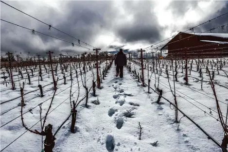  ?? Gabrielle Lurie/The Chronicle ?? Jake Krausz of Arkenstone Vineyards in Angwin walks in the snow. Ideally, the state’s snowpack gradually melts in warmer months.