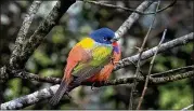  ?? COURTESY OF JACQUES PITTELOUD ?? A painted bunting perches at Great Falls Park in Maryland last month.