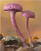  ??  ?? The mild-flavoured amethyst deceiver keeps its vibrant colour when cooked