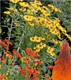  ??  ?? ABOVE: Orange helenium ‘Chelsey’ and yellow ‘Goldrausch’