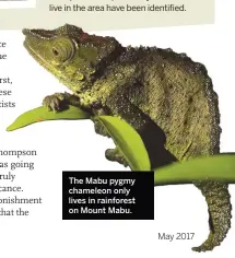  ??  ?? The Mabu pygmy chameleon only lives in rainforest on Mount Mabu.