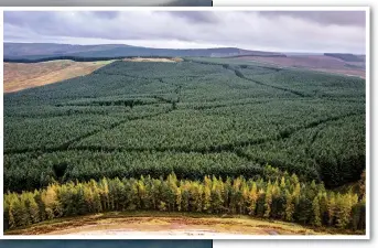  ?? ?? GROWTH INDUSTRY: BrewDog, founded by James Watt, far left, and Martin Dickie, bought a Highland estate to plant a forest as part of its carbon offset plans. Borders land such as that near Jedburgh, above, is sought after