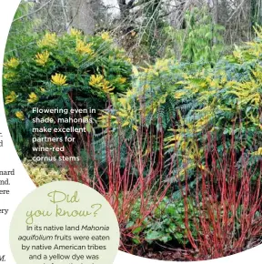  ??  ?? Flowering even in shade, mahonias make excellent partners for wine-red cornus stems