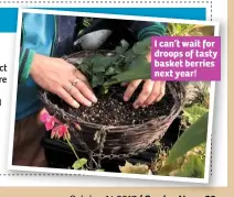  ??  ?? I can’t wait for droops of tasty basket berries next year!