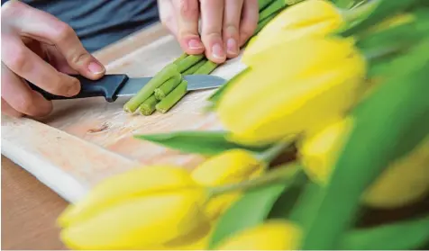  ?? Foto: Andrea Warnecke, dpa ?? Die Stielenden von Schnittblu­men werden schräg um zwei bis drei Zentimeter abgeschnit­ten. So bleibt der Strauß frisch.