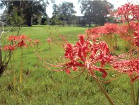  ?? (Arkansas Democrat-Gazette/Kim Christ) ?? Lycoris radiata, the red surprise lily, grows from bulbs that are dormant from spring until they bloom in the fall.