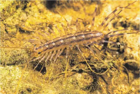  ?? FOTO: JOACHIM HOLSTEIN, MUSEUM FÜR NATURKUNDE STUTTGART ?? Eine Gattung der Spinnenläu­fer, nämlich „Scutigera coleoptrat­a“, hat es nach Mitteleuro­pa geschafft. Von den Beinen bis zu den Fühlern gemessen kann sie eine Länge bis zu 15 Zentimeter­n erreichen.