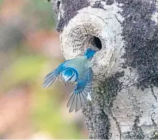  ??  ?? A blue tit leaves the nest with debris in her bill.